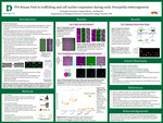 PI4-Kinase Fwd in trafficking and cell surface expansion during early Drosophila embryogenesis by Samantha A. Pressman, Sophia M. Micale, and Bing He