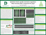 Epithelial Mitotic Spindle Orientation Regulation: What Role Does PRC1 Component Psc Play? by Elise Tong and Bing He