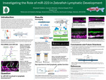 Investigating the Role of miR-223 in Zebrafish Lymphatic Development by Elisabeth Anne Galton, Dionna Kasper, and Caroyln Winston