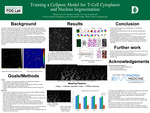 Training a Cellpose Model for T-Cell Cytoplasm and Nucleus Segmentation by William Laws, Matthew Lindley, and Irene Georgakoudi